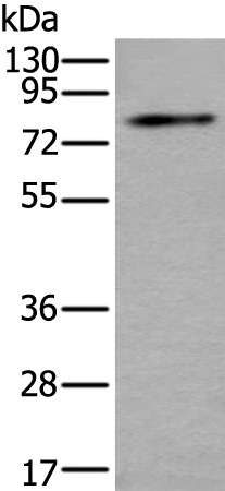 ZDHHC5 Antibody