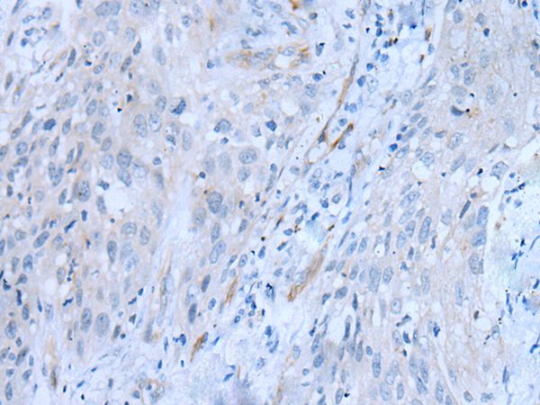 CD34 Antibody