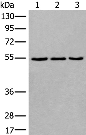 WDSUB1 Antibody