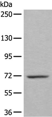 WEE1 Antibody