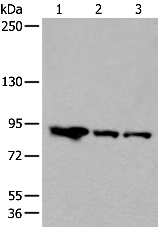 VPS35 Antibody