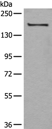 UGGT1 Antibody