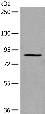 UNC5A Antibody