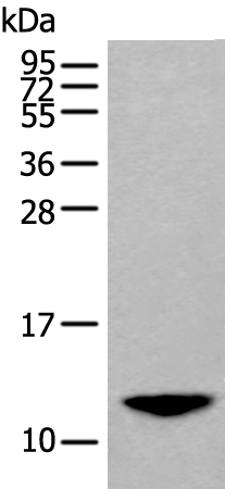 BAGE2 Antibody