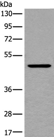 BMP4 Antibody