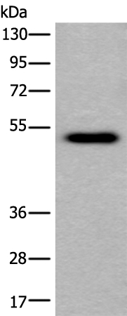 CELF5 Antibody