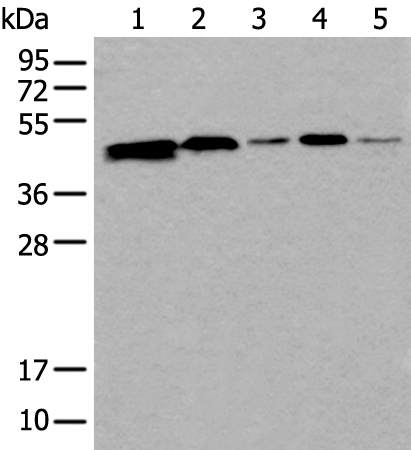 CD274 Antibody