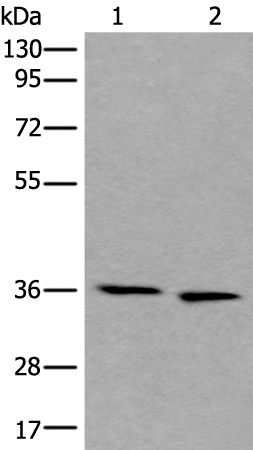 CDC123 Antibody