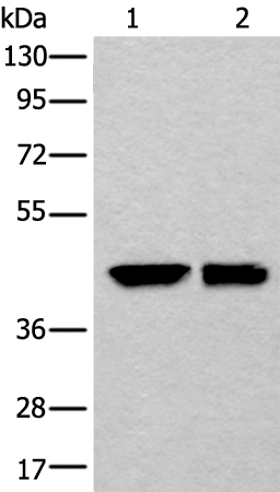 DLK1 Antibody