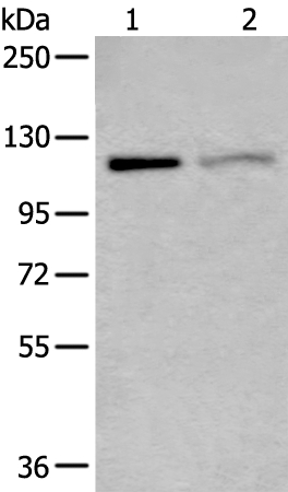 MCM9 Antibody