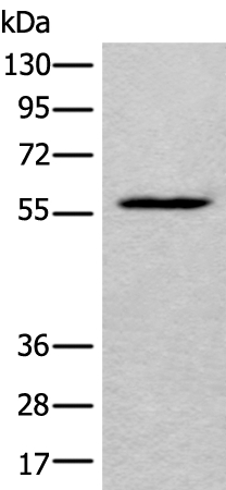 LDHD Antibody