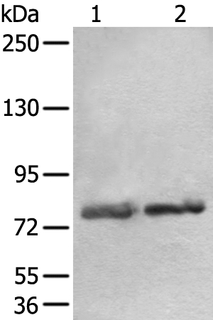 AOC3 Antibody
