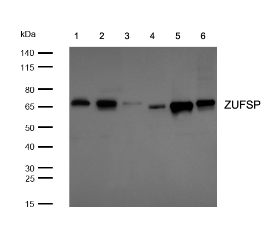 ZUFSP Antibody