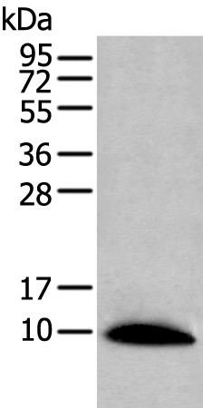 CCL14 Antibody