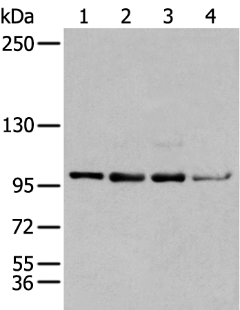 GLI1 Antibody