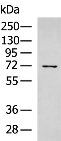 HPSE2 Antibody