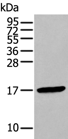 FSHB Antibody