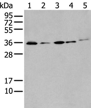 HOXC4 Antibody