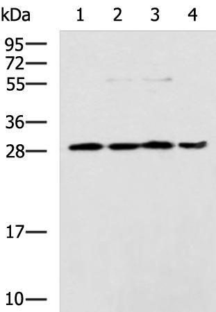 HOXC9 Antibody