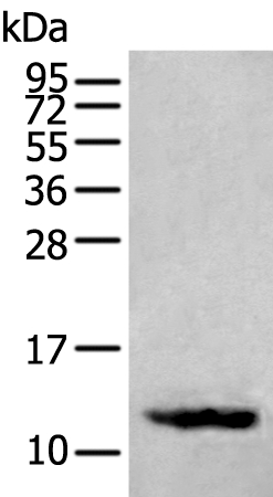 SST Antibody