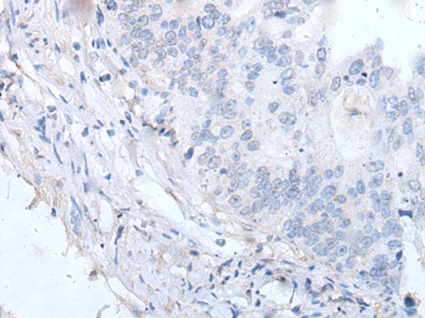 EPX Antibody