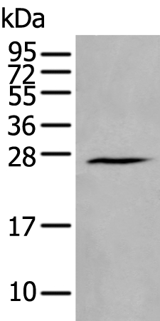 HAND1 Antibody