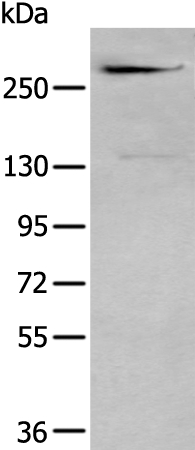 CSPG4 Antibody