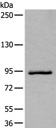 ZBTB10 Antibody