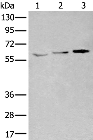 YY1 Antibody