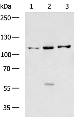 XYLT1 Antibody