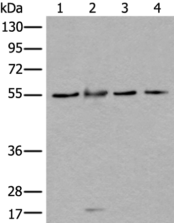 WDSUB1 Antibody
