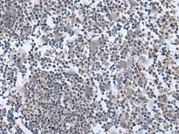 WNT5A Antibody