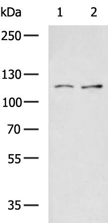 UNC5B Antibody