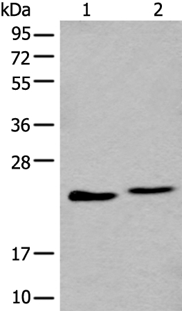 BLVRB Antibody