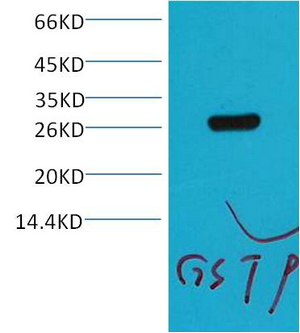 GST Monoclonal Antibody(Q16)