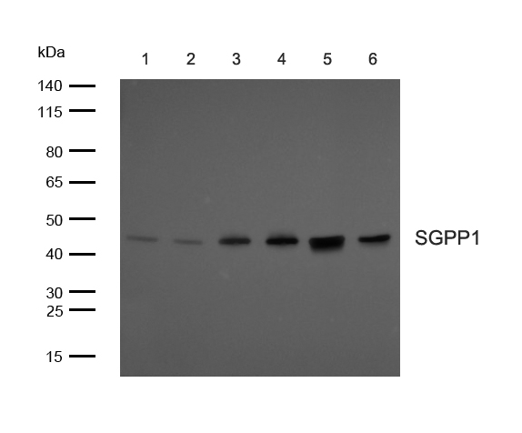 SGPP1 rabbit pAb