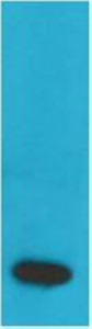 TNF α Monoclonal antibody(Q34)
