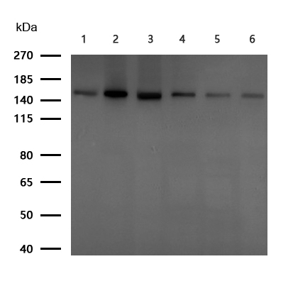 CD2L5 Antibody