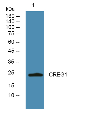 CREG1 Antibody