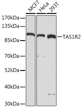 TAS1R2 Antibody