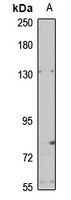 GRIP1 Antibody