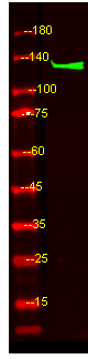PLCB4 Antibody