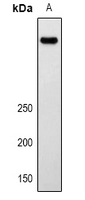 Lrp2 / Megalin Antibody