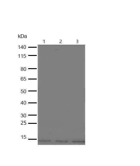 IFI27 Antibody