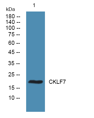 CKLF7 Antibody
