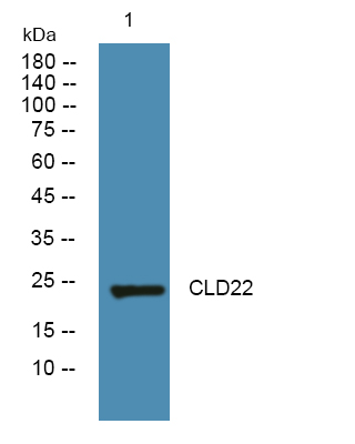 CLDN22/24 Antibody