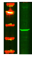 MOT6 Antibody