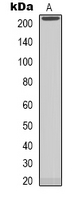 NAV1 Antibody