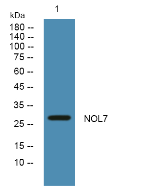 NOL7 Antibody