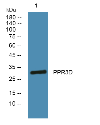 PPP1R3D Antibody
